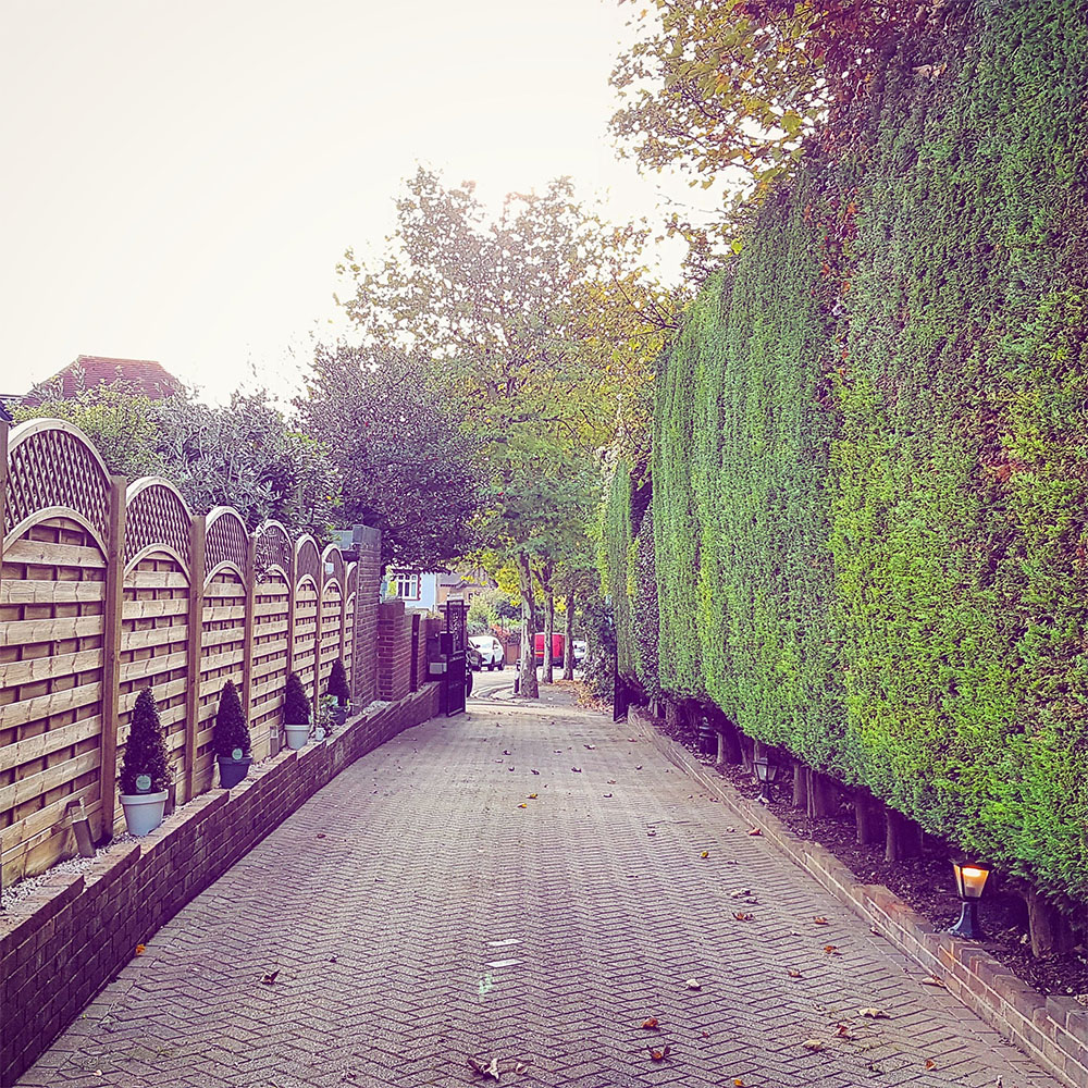 Hedge Trimming